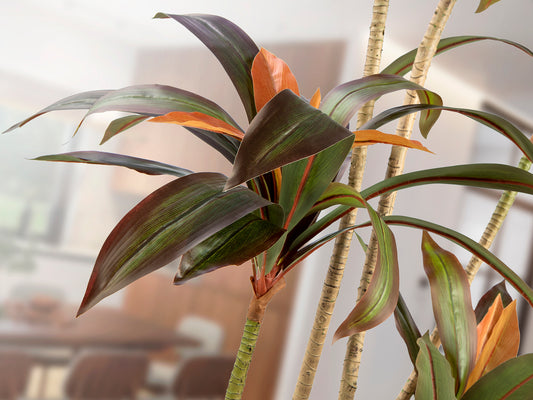 Planta Artificial Dracena Roja 220 cm con Maceta Schuller en ambiente decorado | Schuller