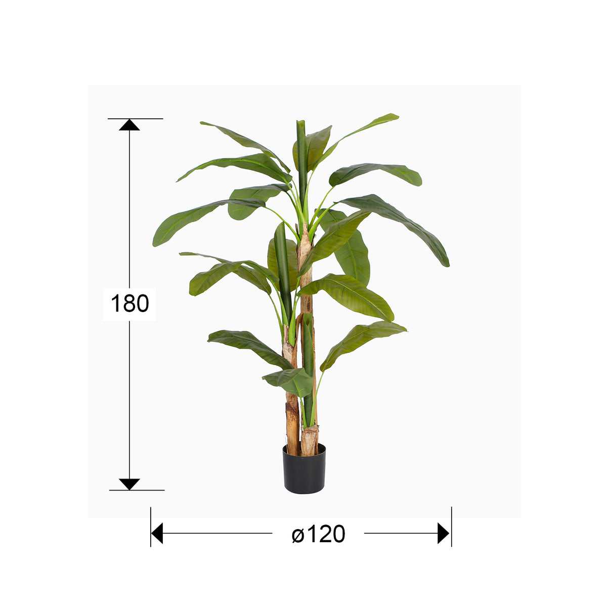 Plano con medidas de Platanera Artificial Musa Paradisiaca 180 cm con Maceta Schuller