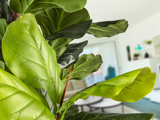 Ficus Lyrata Artificial Higuera Violín 250 cm Verde Schuller en ambiente decorado | Schuller