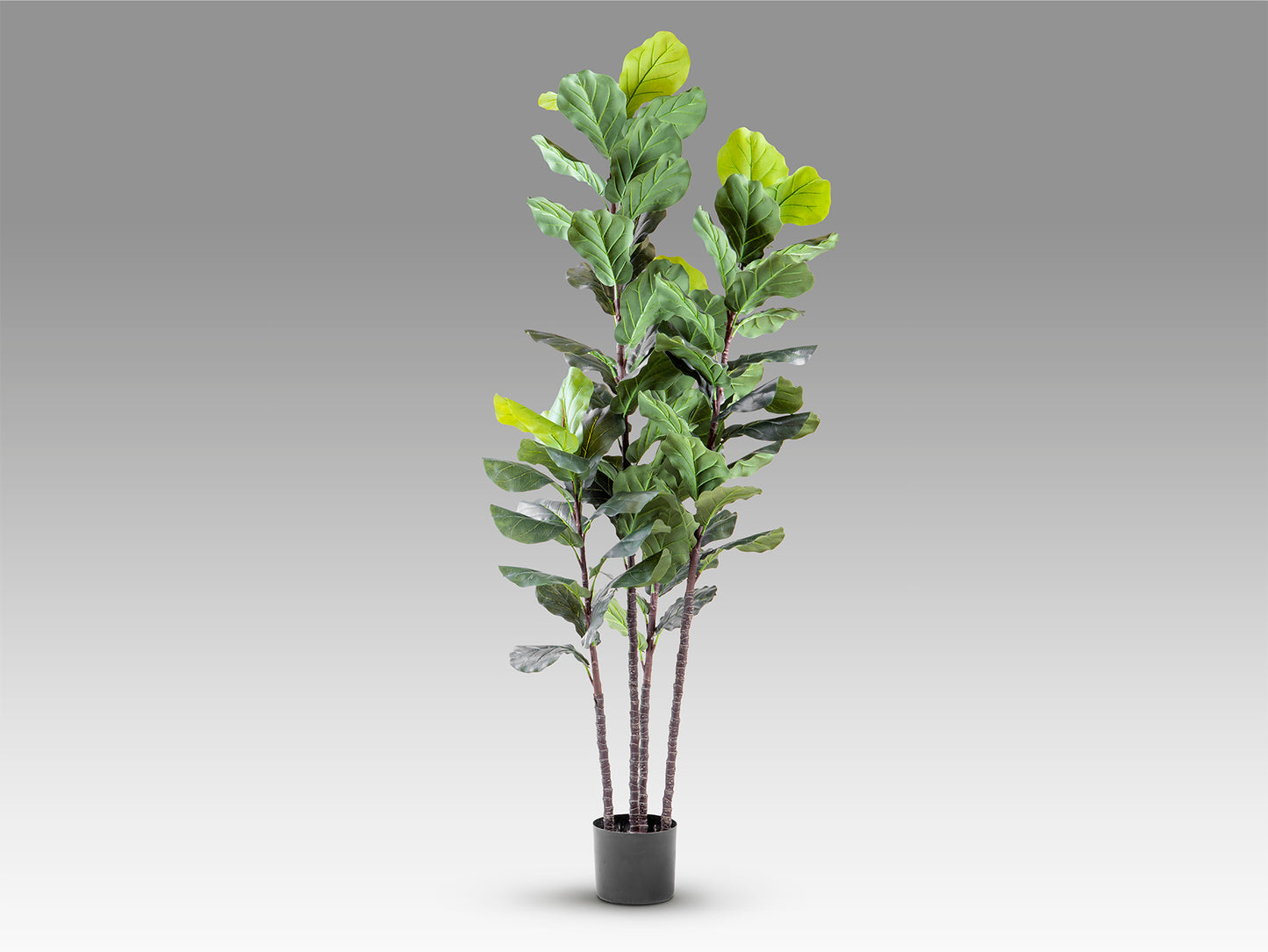 Higuera de Violín Artificial H250 - Realista con Base - Schuller - 281577 - Vista 5