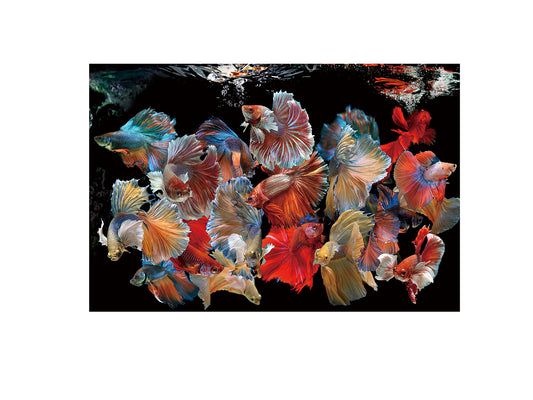 Fotografía Impresa en Cristal 150x100cm - Schuller Peces Siam | luzguru.com