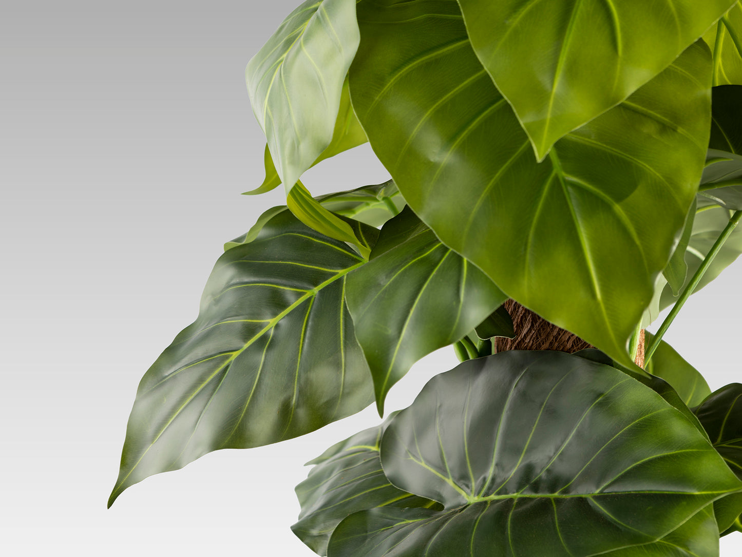 Planta Artificial Taro H150 - Realista con Maceta - Schuller - 281126 - Vista 4