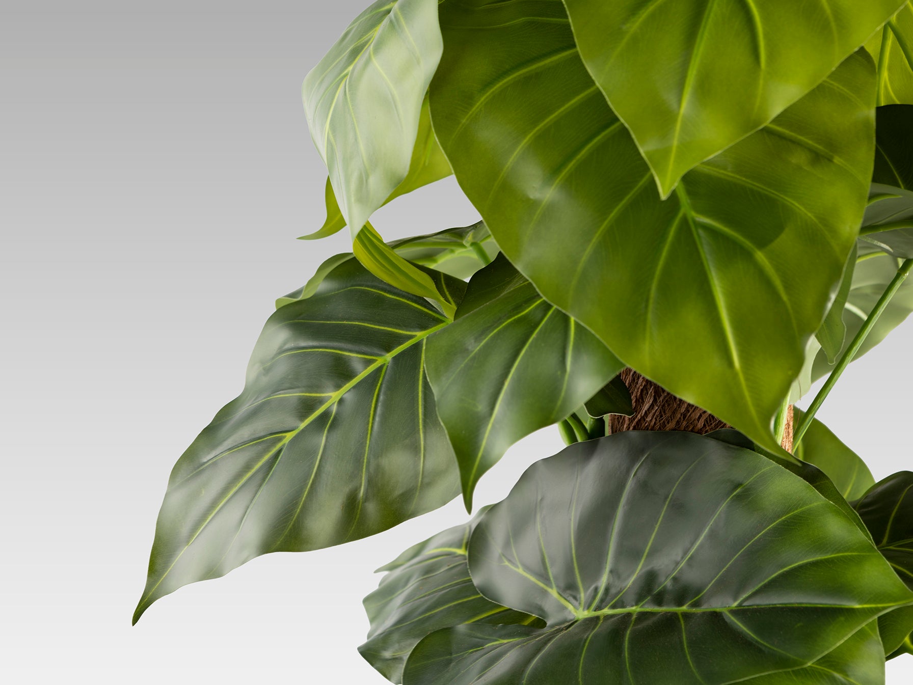 Planta Artificial Taro H150 - Realista con Maceta - Schuller - 281126 - Vista 4