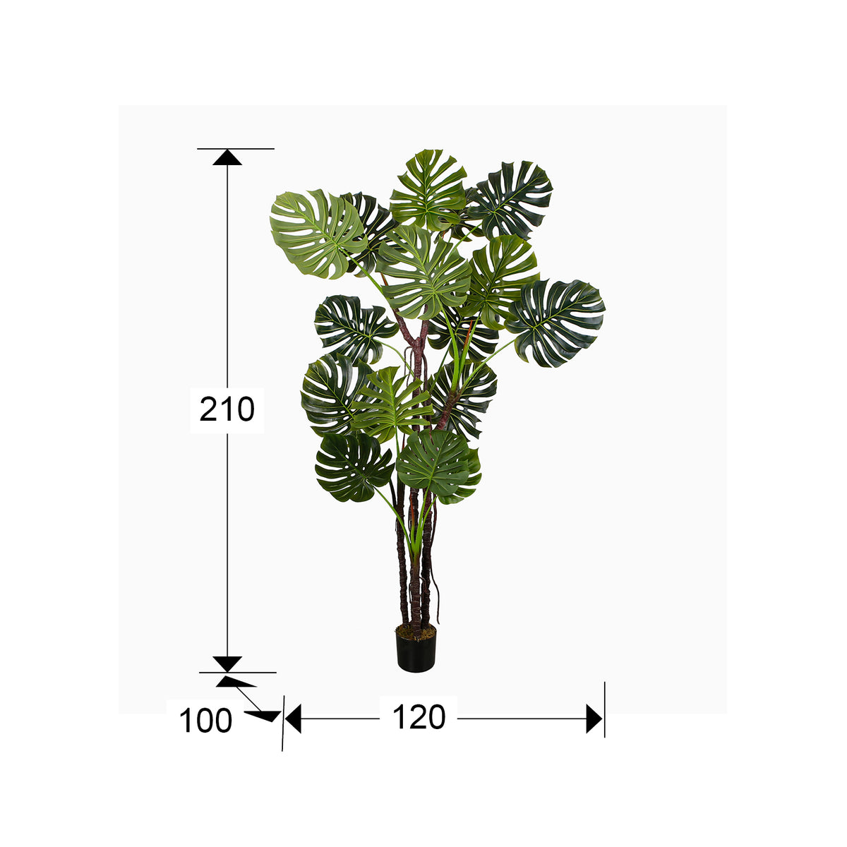 Plano con medidas de Planta Artificial Monstera 210 cm con Maceta Verde Schuller