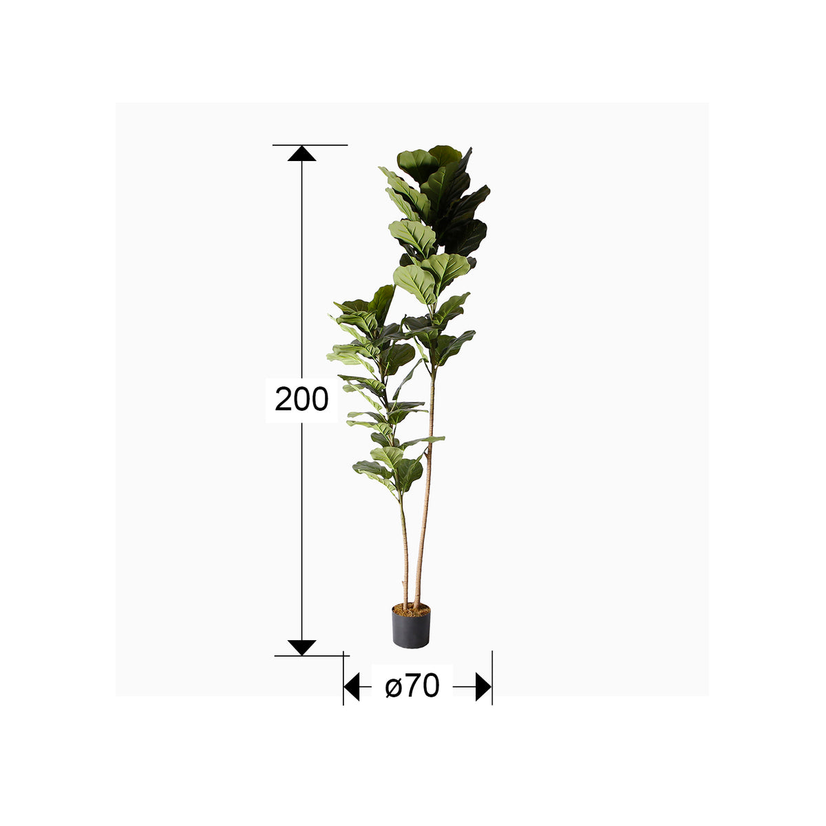 Plano con medidas de Planta Artificial Ficus Lyrata Higuera Violín 200 cm Verde Schuller · Ref. 281232