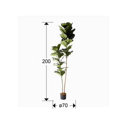 Plano con medidas de Planta Artificial Ficus Lyrata Higuera Violín 200 cm Verde Schuller · Ref. 281232
