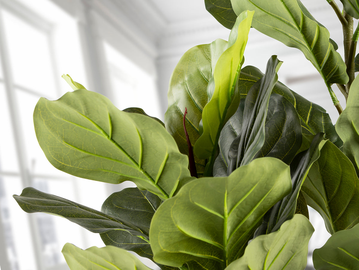 Planta Artificial Ficus Lyrata Higuera Violín 200 cm Verde Schuller en ambiente decorado | Schuller