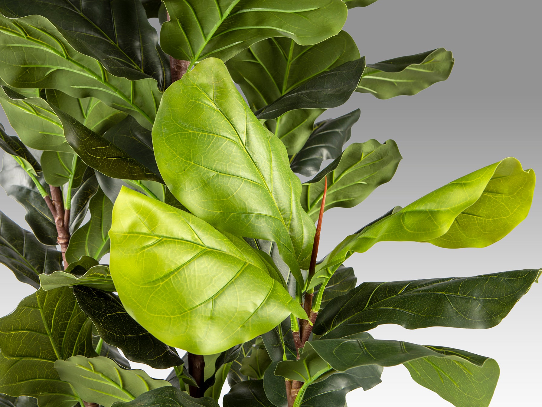 Higuera de Violín Artificial H250 - Realista con Base - Schuller - 281577 - Vista 4