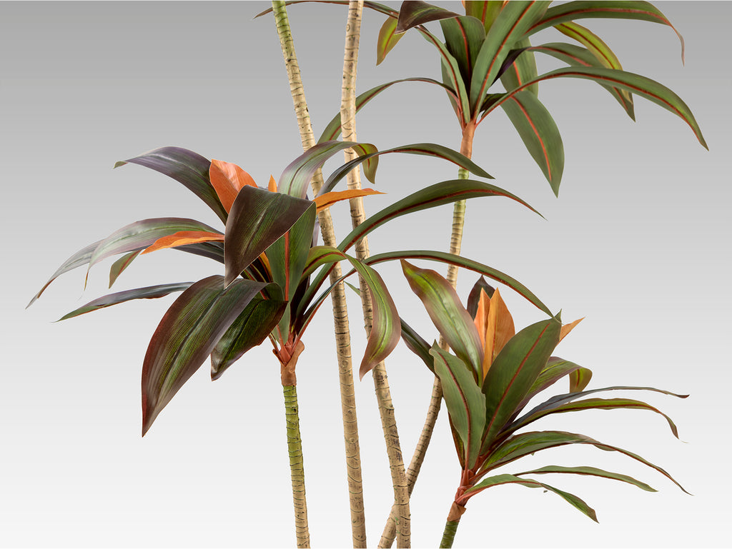 Planta Artificial Dracena Roja H220 - Schuller - 281348 - Vista 4