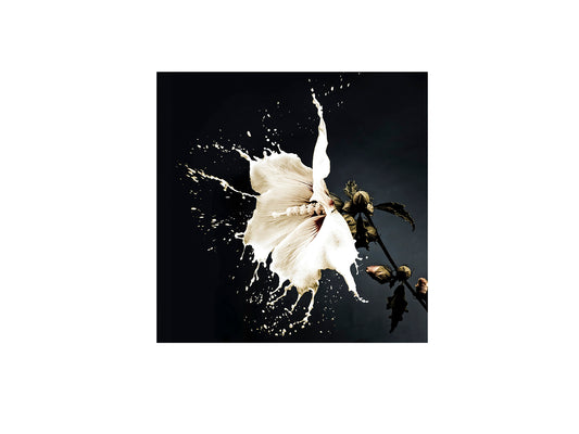 Fotografía Impresa en Cristal Templado Splash 100x100 cm Schuller - vista principal | Schuller