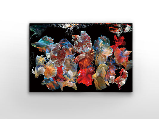 Fotografía Impresa en Cristal Templado Peces Siam 150x100 cm Schuller en ambiente decorado | Schuller