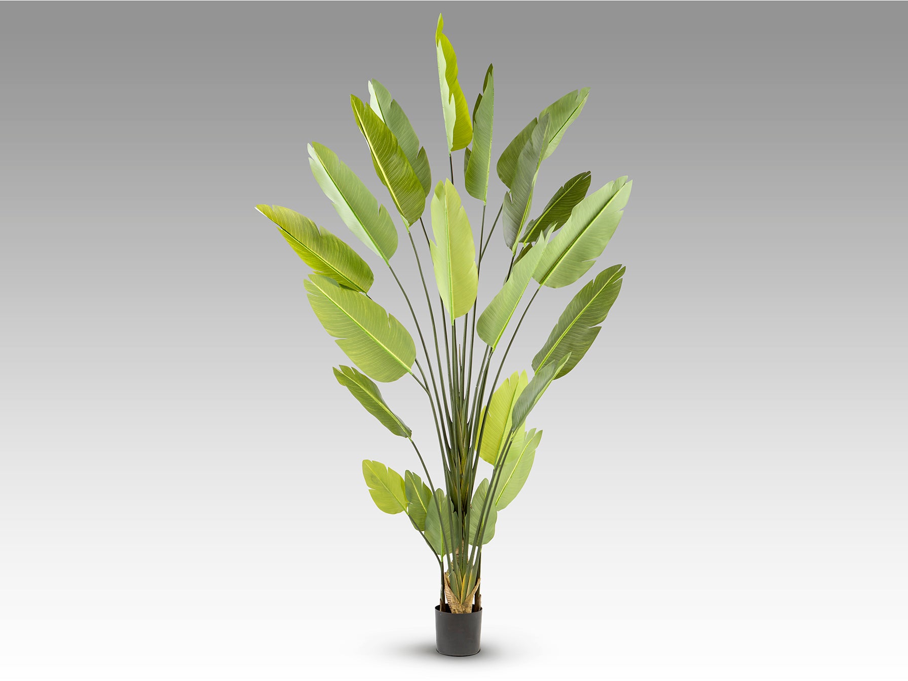 Planta Artificial Ave Paraíso H250 - Schuller - 281690 - Vista 5