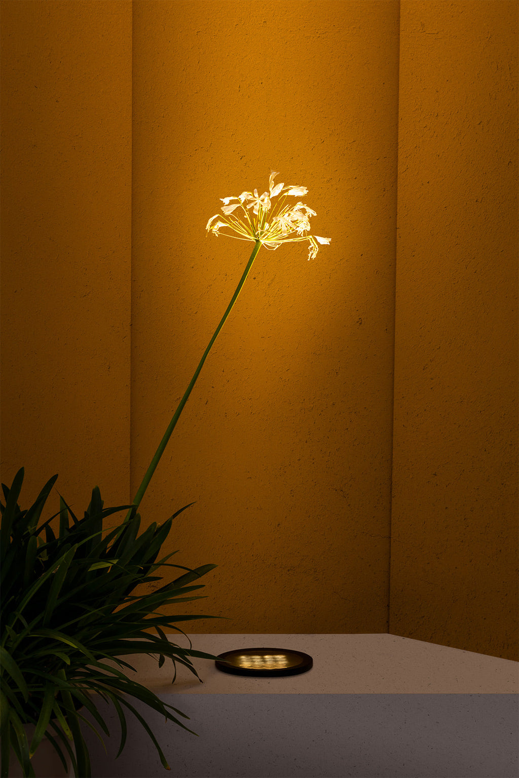 Vista ambiente de luminaria empotrable TRAS 25L negra 13º modelo 71716 de FARO, instalada en jardín exterior con luz LED 25W IP67 para señalización y iluminación.