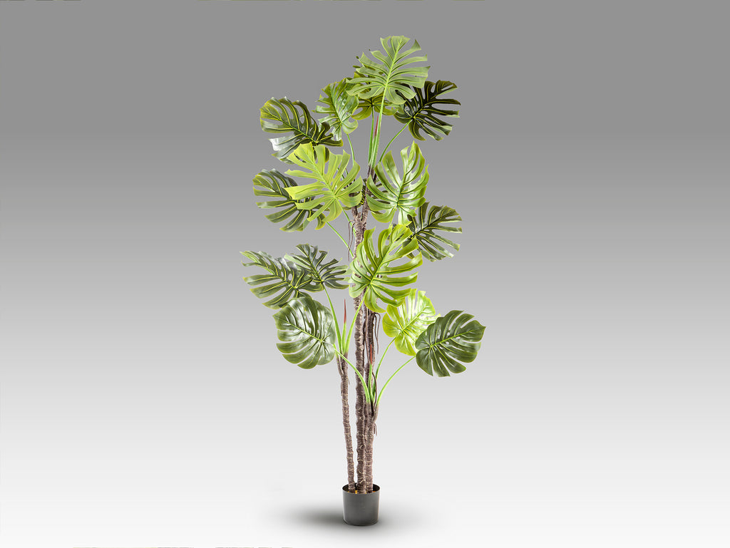 Planta Artificial Monstera H210 con Maceta - Schuller - 281003 - Vista 5