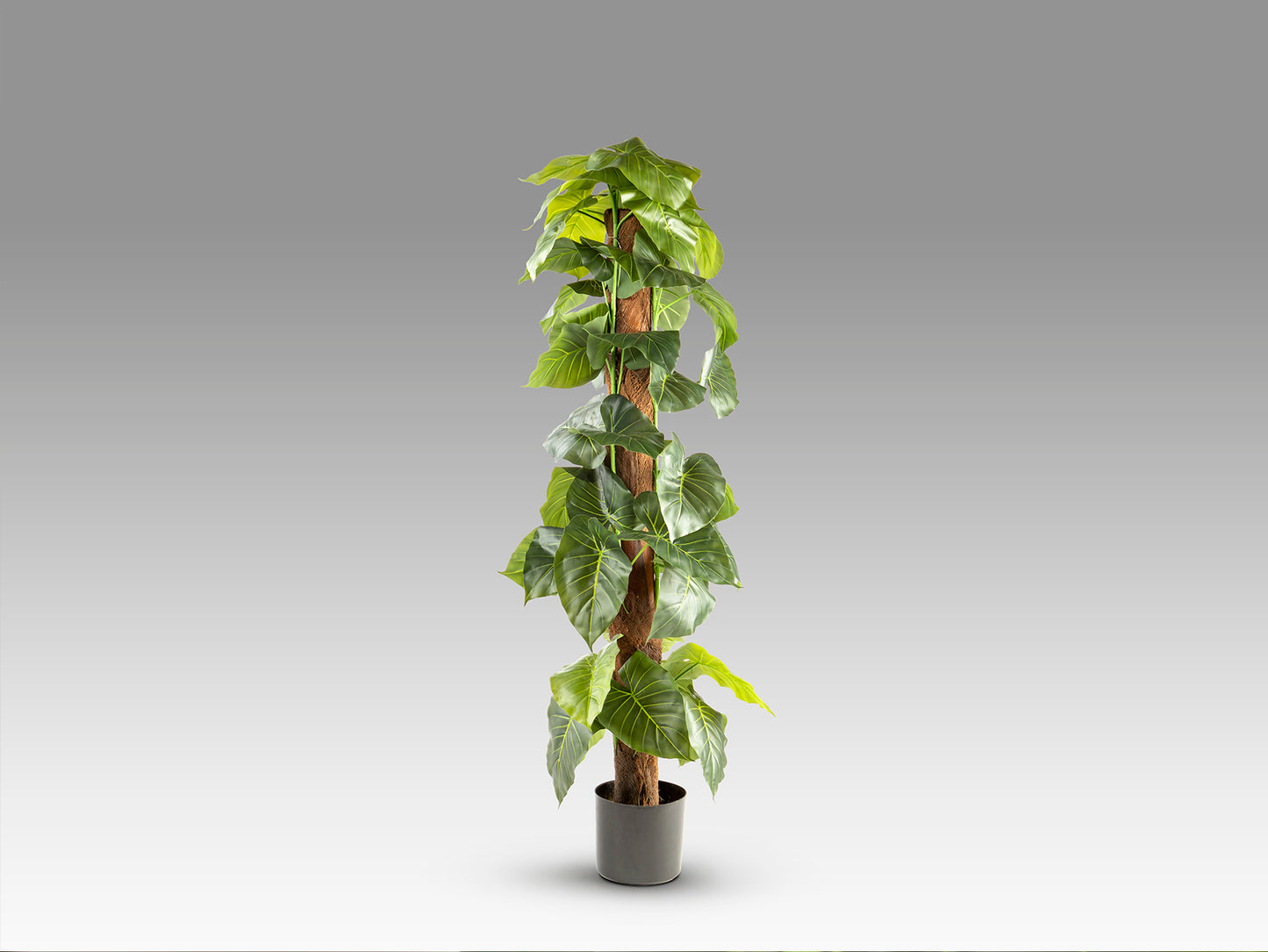 Planta Artificial Taro H150 - Realista con Maceta - Schuller - 281126 - Vista 5