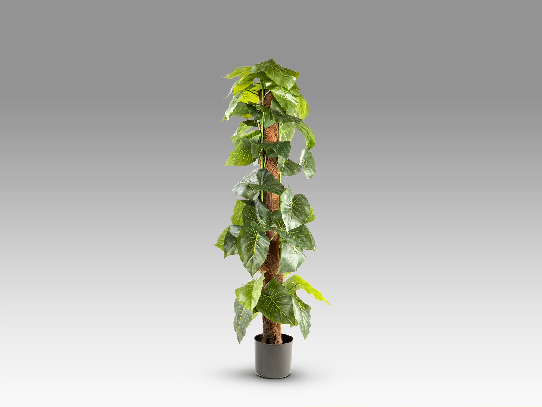 Planta Artificial Taro H150 - Realista con Maceta - Schuller - 281126 - Vista 5