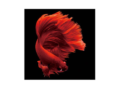 Fotografía Impresa Rojo Siam 100x100cm - Schuller - luzguru.com