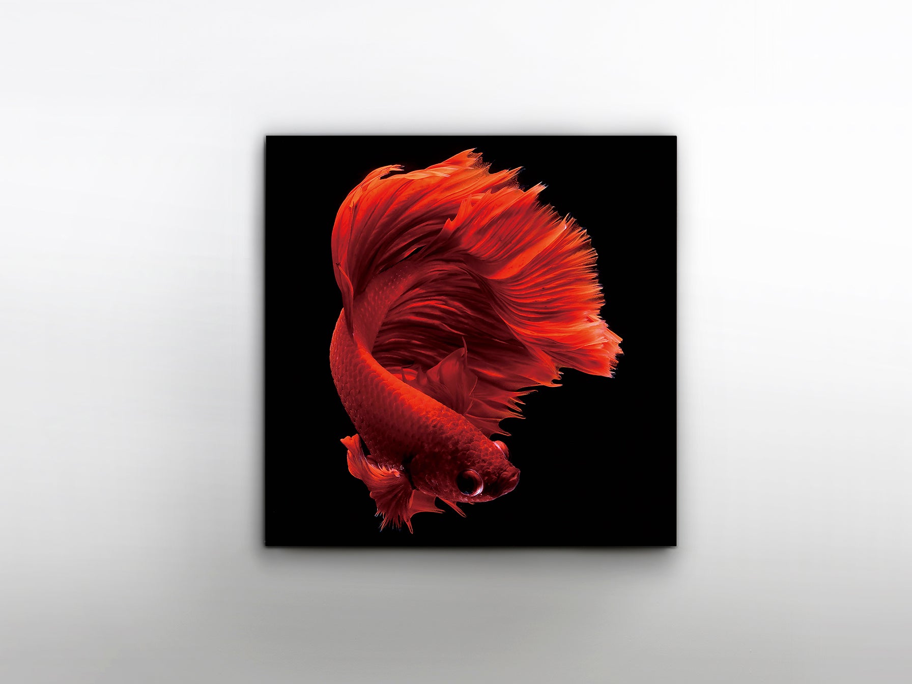 Fotografía Impresa Rojo Siam 100x100cm - Schuller - luzguru.com