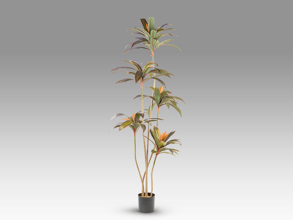 Planta Artificial Dracena Roja H220 - Schuller - 281348 - Vista 5